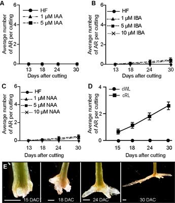 Red Light Controls Adventitious Root Regeneration by Modulating Hormone Homeostasis in Picea abies Seedlings